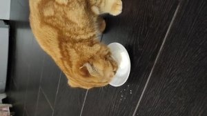 Коржик мой сметанный😋