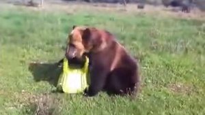 Ручной медведь