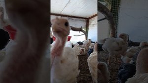 индюшатам 1 месяц