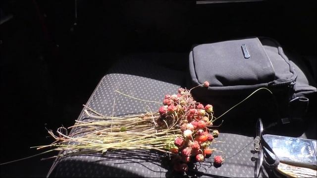 канал Саша Торопов Приехал по грибы... смотреть онлайн