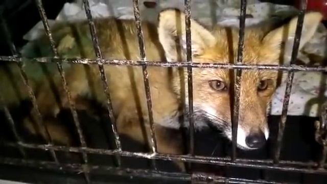 Говорушка смотреть онлайн