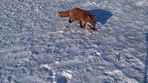 ФОРЕЛЬ ХОЧЕТ ЖРАТЬ ВСЕ ВПОДРЯД