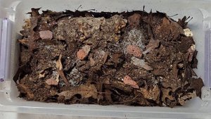 Trachelipus Rathkii - My Dothraki Isopods - Bin upgrade and mancae and more!