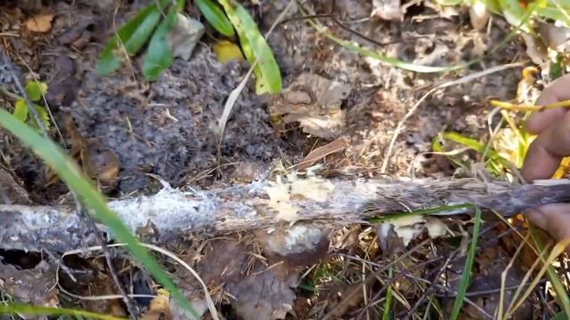 Собираем природную триходерму и сенную палочку в лесу смотреть онлайн