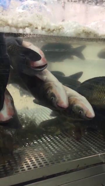 "Ашан".Мертвая рыба для потребителей!!! смотреть онлайн