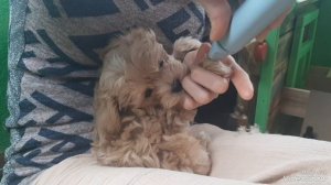 Обработка лапок у щенка мальтипу.