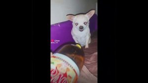 Сборник смешные видео с собакой Лёлей №2