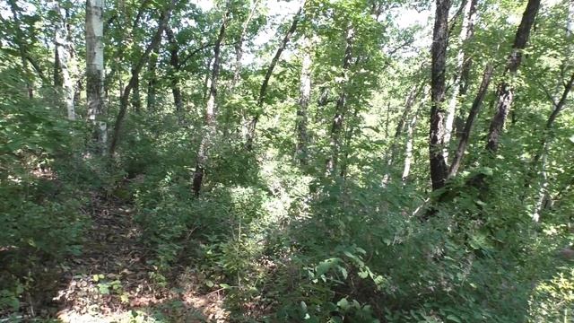 ЛЕС. ПРОГУЛКА. ГРИБОЧКИ. смотреть онлайн