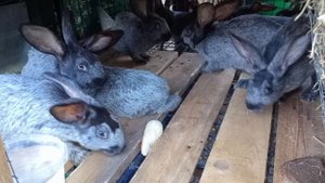 Продаём кроликов полтавское серебро