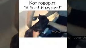 Кот: Я бык!! Я мужик !!!