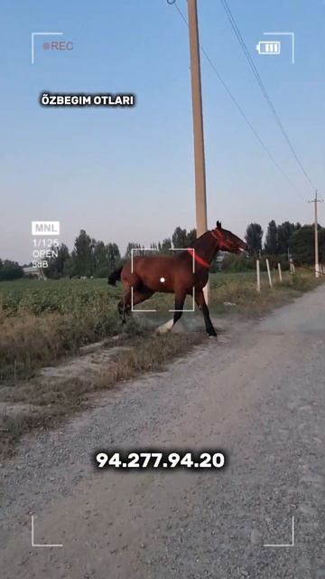 ТОЙ СОТИЛАДИ #horse #ot_narxlari #uloq