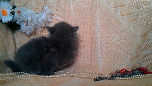 Питомник Шотландских кошек Oksamitova Veselka