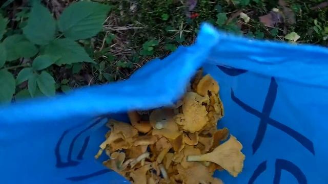 Белый гриб смотреть онлайн