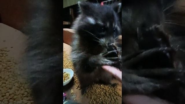 енот Илюша и компания #ямыилюша #помощьбездомнымживотным #анапа #raccoon