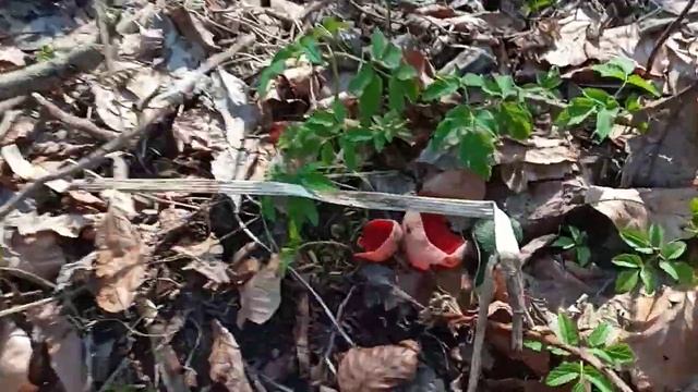 10 березня 2024 р. В лісі багато грибів. Сезон 2024. Саркосцифа.