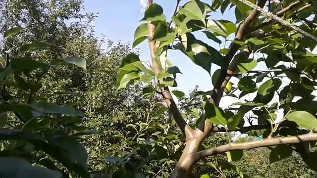 После урожая груша сильно согнулась, что делать? смотреть онлайн