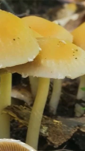 Псатирелла Кандолля (Psathyrella candolleana) short #shorts