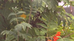 Щеглы. Гнездо щеглов