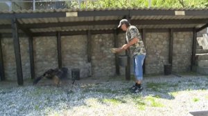 Жыртқыш құстар - Алматыда!