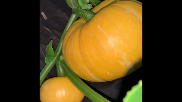 На дачу в среду за урожаем. Малина. Баклажаны🍆🍆Кабачки #Shorts #дача #урожай смотреть онлайн