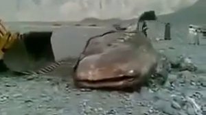 огромная рыба