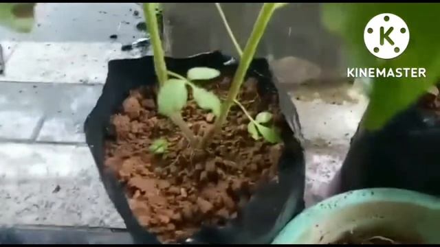cara pemupukan tanaman tomat di polibag menggunakan pupuk ajaib#bibit #tomatberbuah