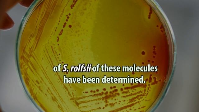 Biological Control of Clonostachys rosea EC 28 against Alternaria burnsii and Sclerotium rolfsii
