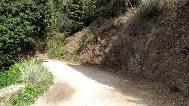 Vlog: Лес, грибы, цветы и запахи. 22 сентября 2019 г. смотреть онлайн