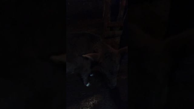 НАМ СЕНО НЕ ХВАТИТ???😱