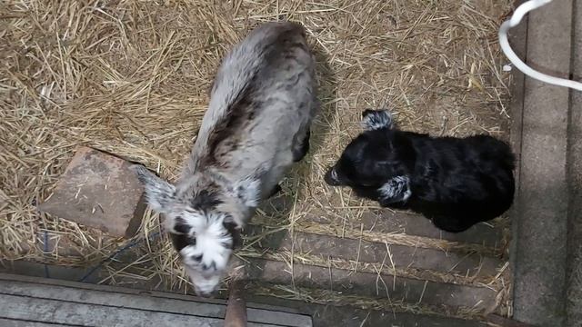 Потихоньку обживаемся. смотреть онлайн