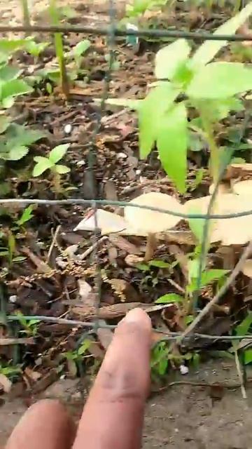 Do You Have Mushrooms Growing In Your Garden?- Shorts смотреть онлайн