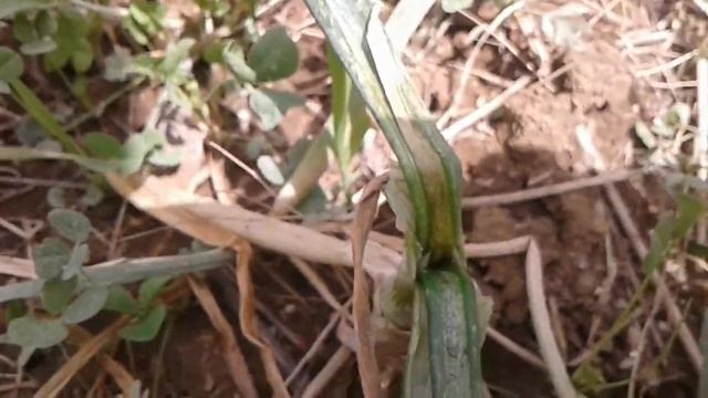 Cebolla cabezona enfermedades смотреть онлайн