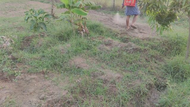Coconut Rhinoceros beetle(Kaṇṭamiruka vaṇdu) pest control methods
