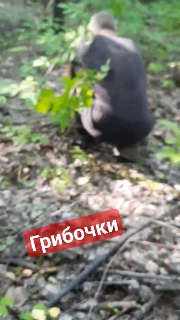 нормально грибов в этом году#подберезовики #подосиновик #грузди #бычки #алтайскийкрай #заринск # смотреть онлайн