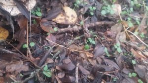 Так бы и съел:)  Лепио́та кори́чнево кра́сная (лат  Lepiota brunneoincarnata).