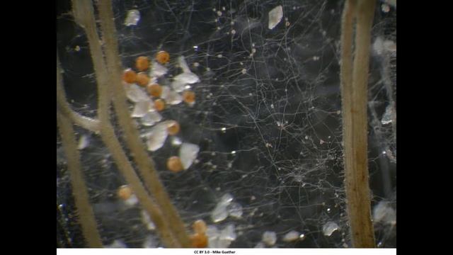 Glomeromycota смотреть онлайн