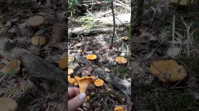 #ЛИСИЧКА #сбор грибов #новгородский район /08.08.2023 смотреть онлайн