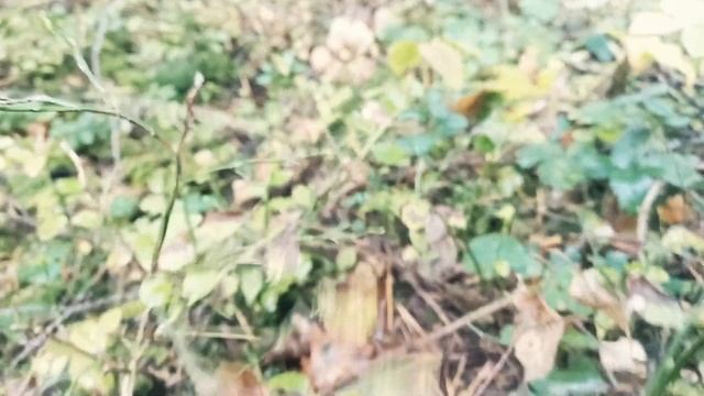 ПОЛЬСКИЕ ГРИБЫ ОСЕНЬ БЕЛАРУСЬ IMLERIA BADIA AUTUMN BELARUS смотреть онлайн