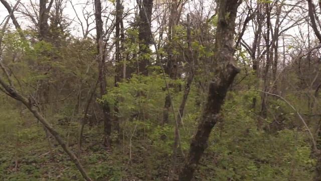 Big Juicy Morels! смотреть онлайн