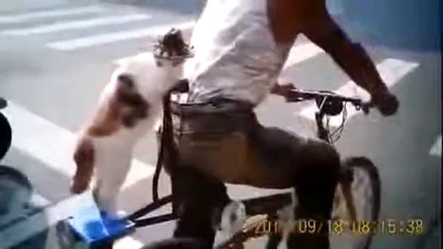 Эти коты просто СУПЕР! Смотреть всем! смотреть онлайн