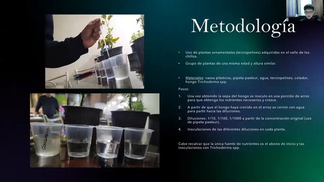 Trichoderma spp. fitoestimulante смотреть онлайн