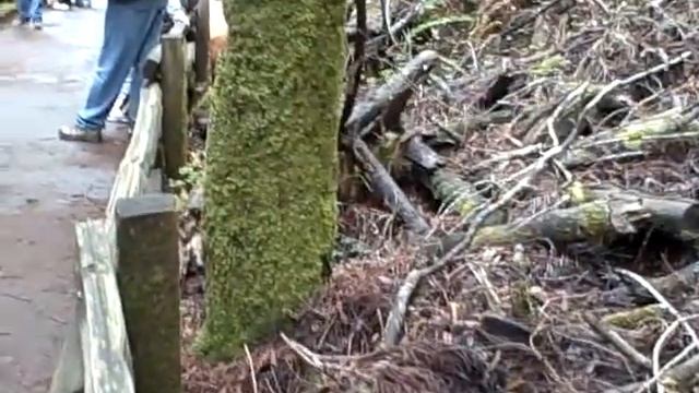 Moss on Trees in Muir Woods смотреть онлайн