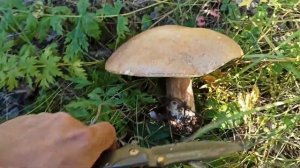 за белыми грибами 2021