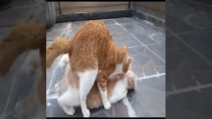 ❤️बिल्ली कैसे सेक्स करती है 😆billi and Billu #shorts #entertainment ...