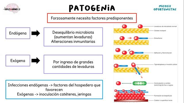 Infecciones fúngicas sistémicas y oportunistas. смотреть онлайн