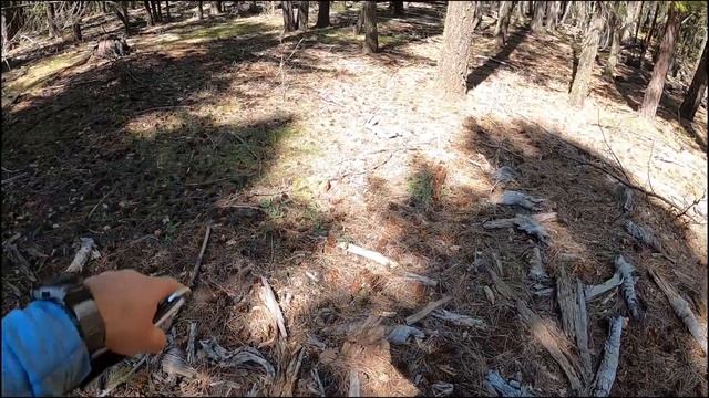 Morel Mushroom Hunting Tips - Early Season Finds смотреть онлайн