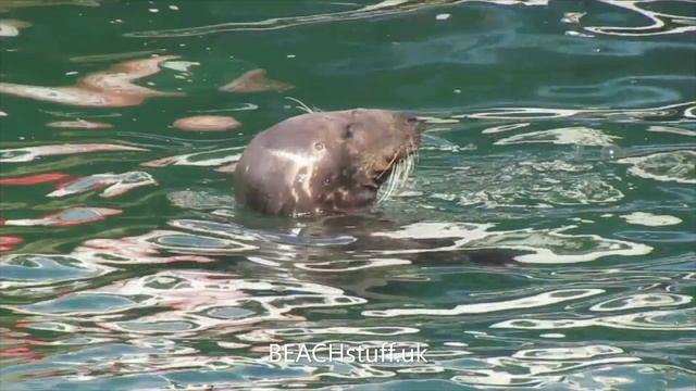A grey seal asking for fish - Halichoerus grypus смотреть онлайн