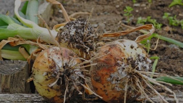 What is the black Coating on Onions (Can we consume it) | Interesting Facts about onions смотреть онлайн