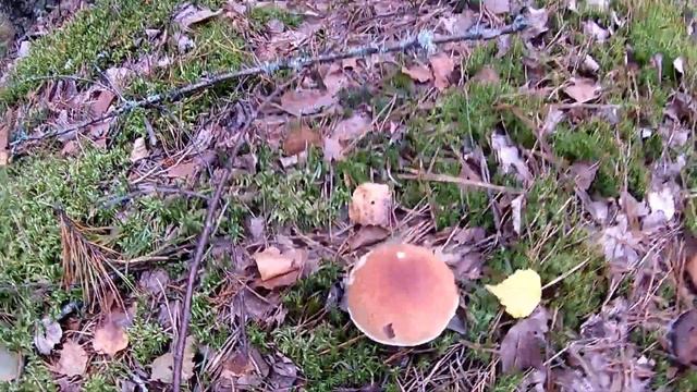 В лес за грибами смотреть онлайн