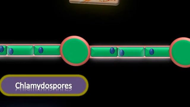 Fungal infections simplified смотреть онлайн